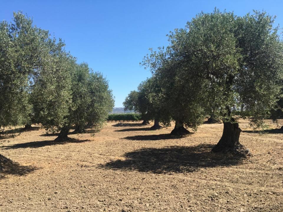 Serra Niedda Resort & Agriturismo Sorso Kültér fotó