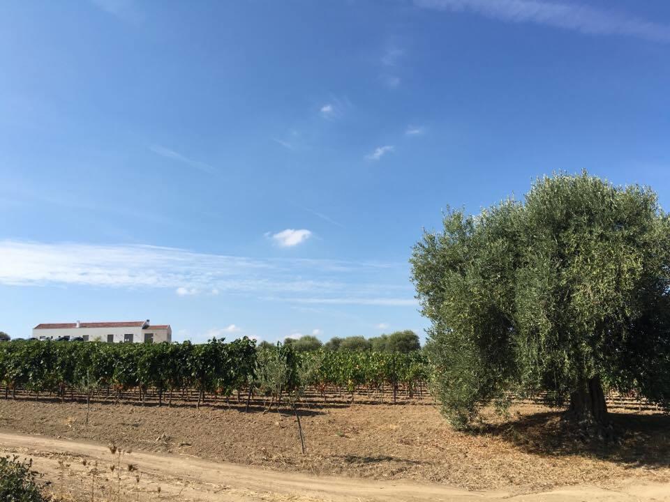 Serra Niedda Resort & Agriturismo Sorso Kültér fotó